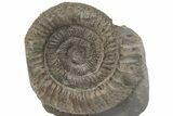 Ammonite (Dactylioceras) Fossil - England #211650-1